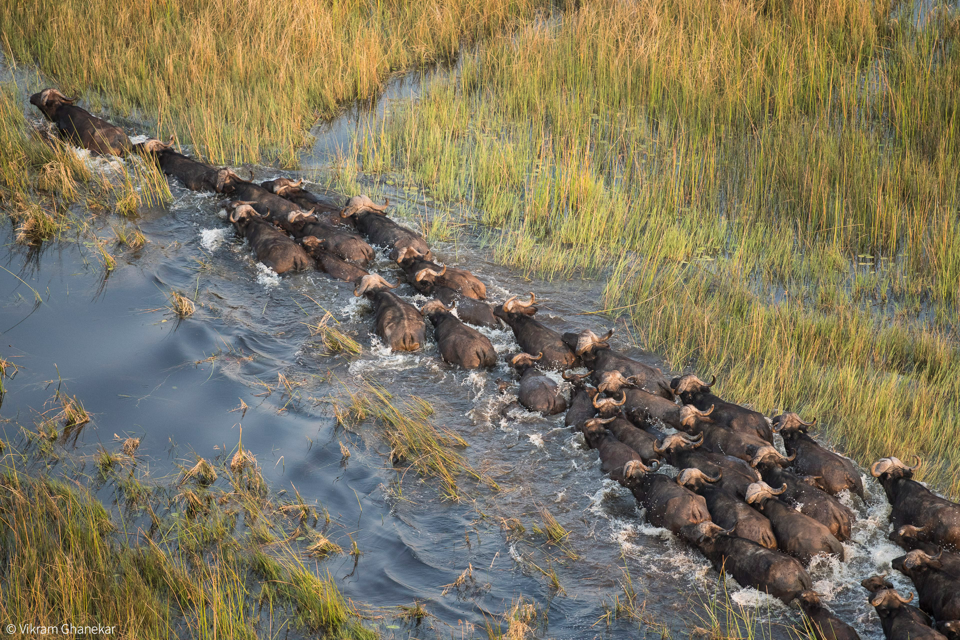 Okavango Delta Africa