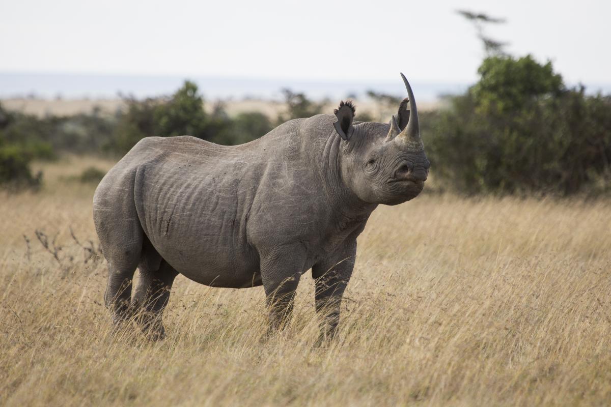 Kenya White Rhino Tracking