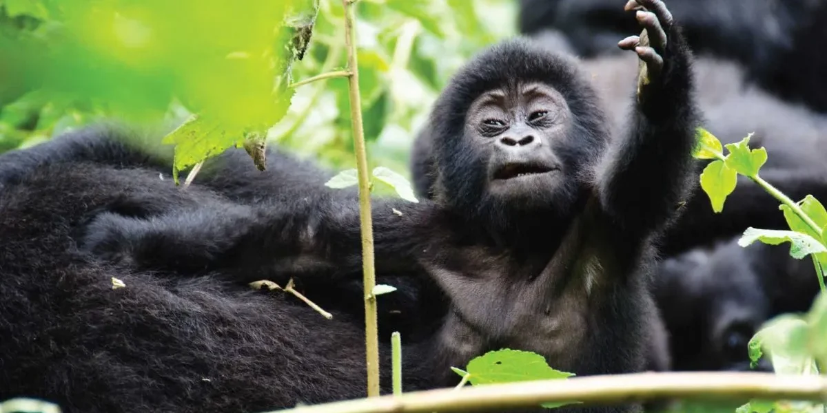 Rwanda Uganda Primates Safari