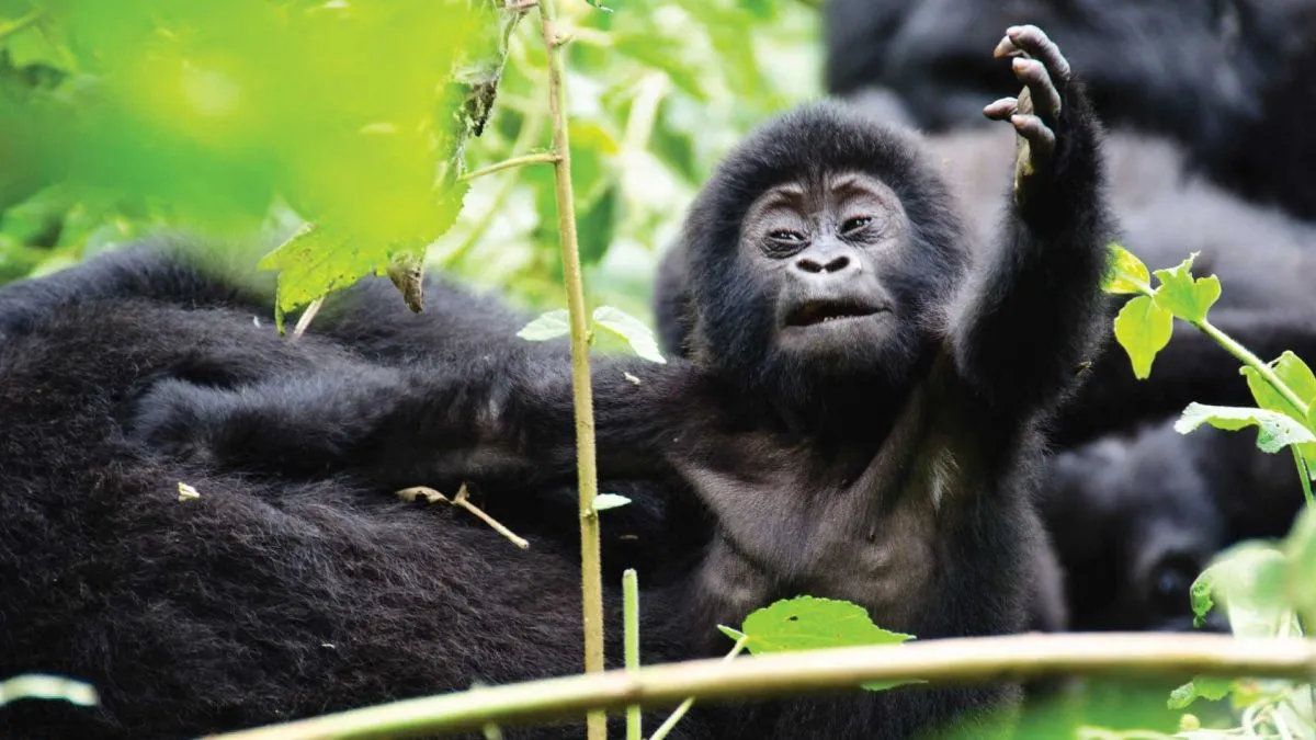 Bwindi Impenetrable Forest