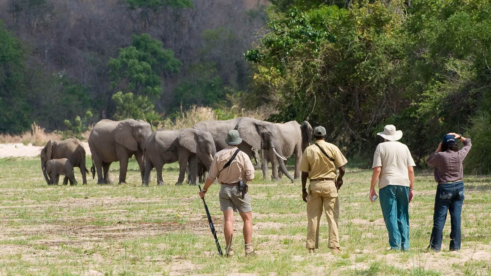 Tanzania Wildlife Safari Experience