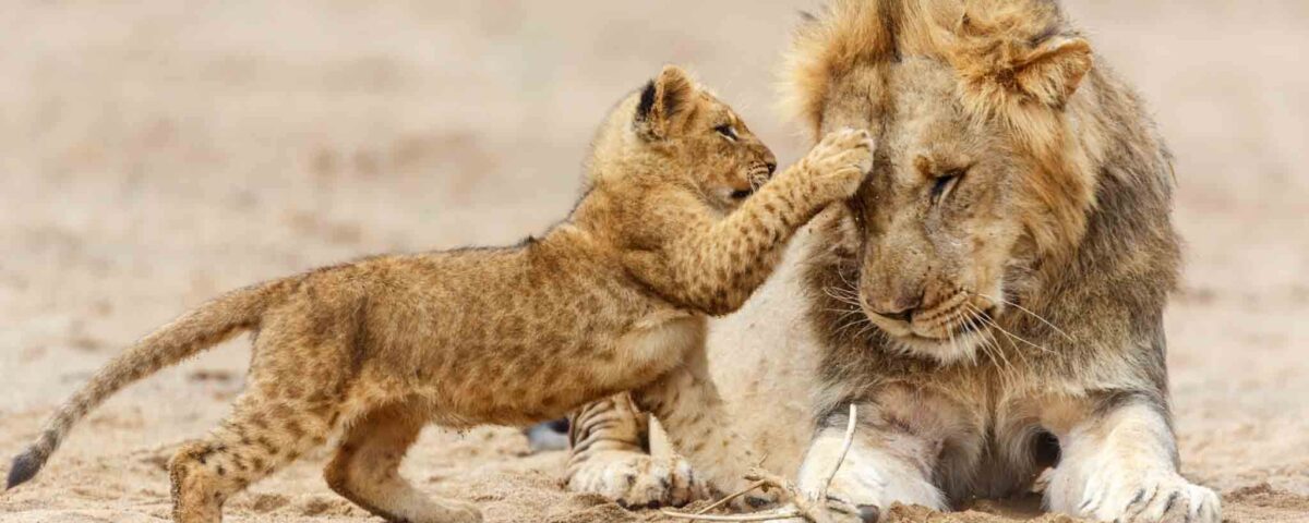 Tanzania Big5 Safari Experience