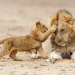 Tanzania Big5 Safari Experience