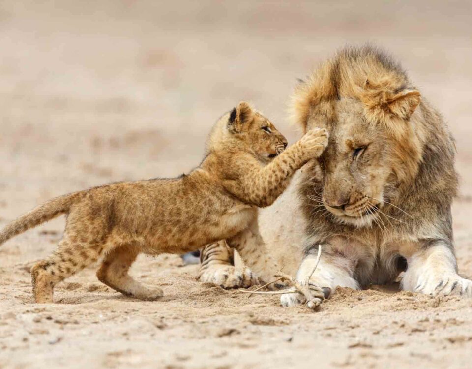 Tanzania Big5 Safari Experience