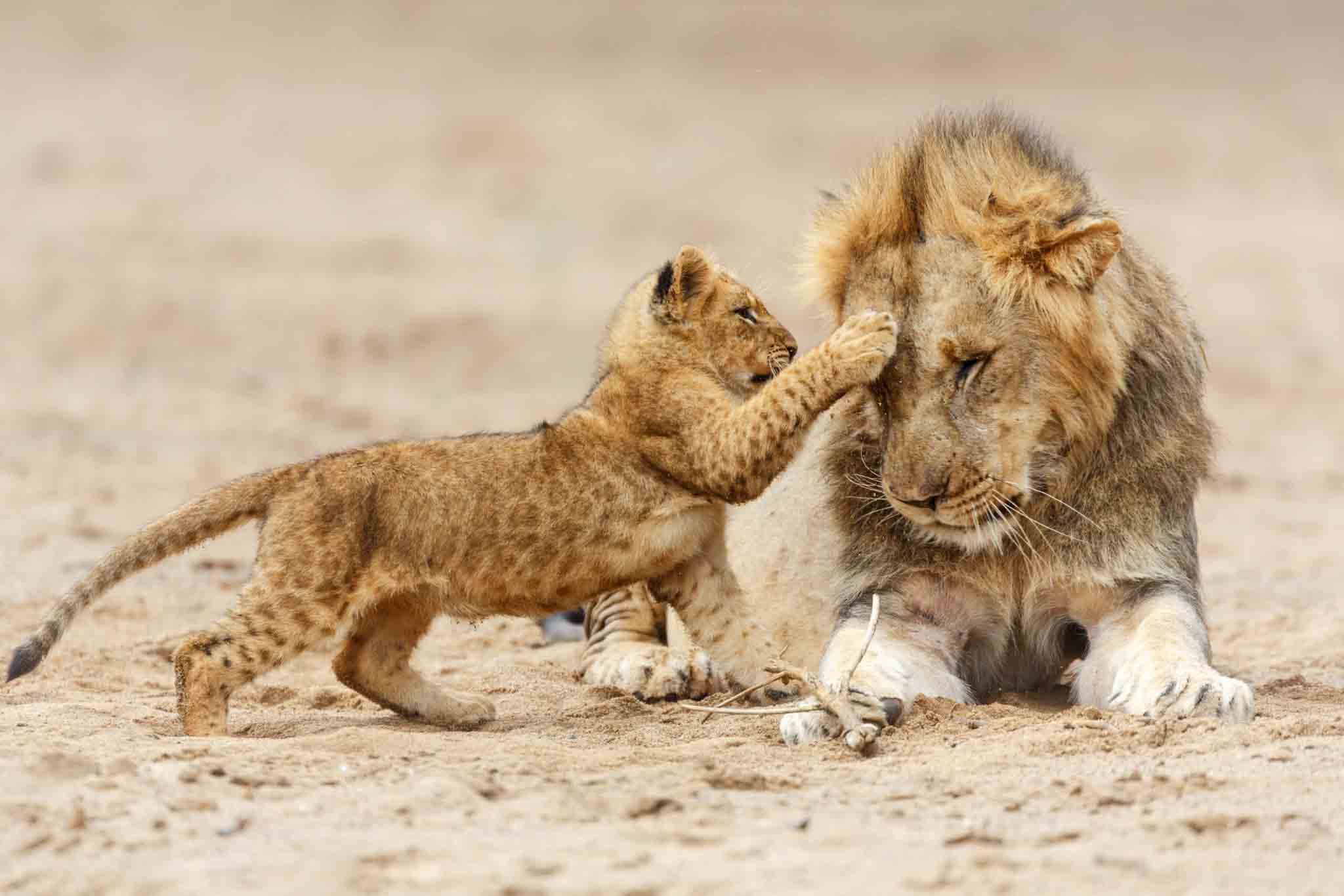 Africa Wildlife & Primates Tracking Safari