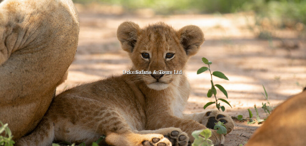 Akagera National Park