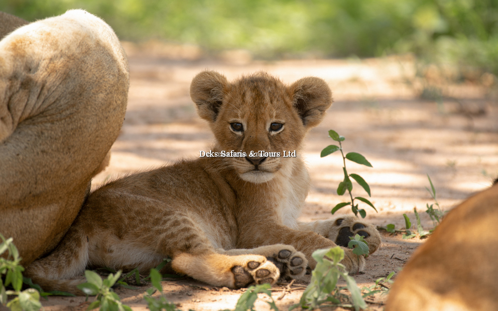 Akagera National Park