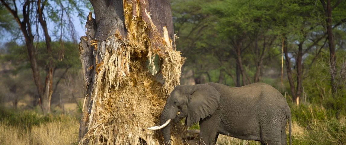 Tarangire National Park