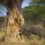 Tarangire National Park