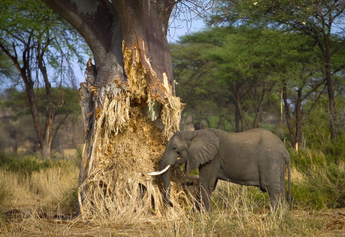 Tarangire National Park