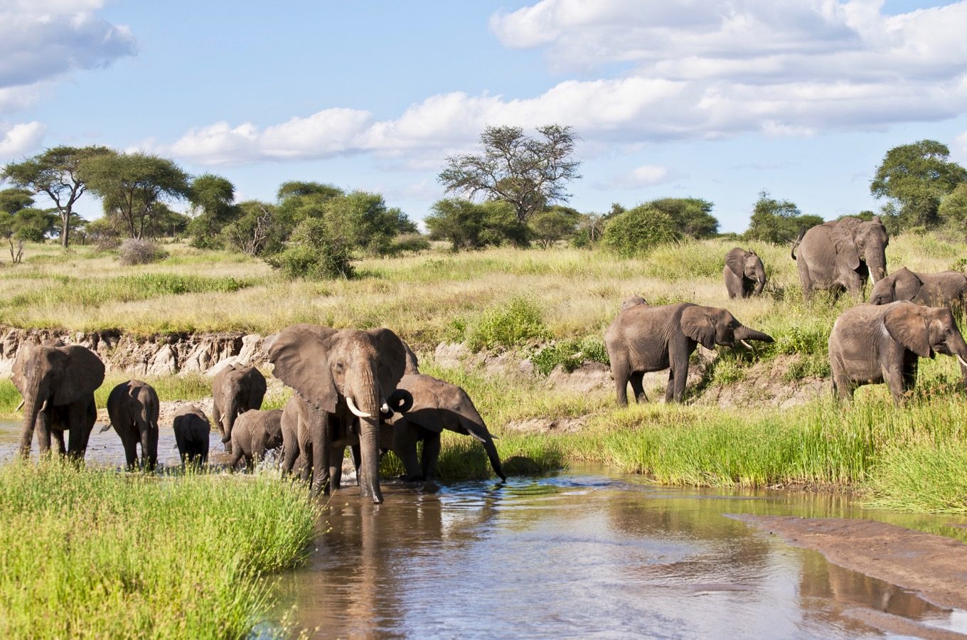 Tanzania Wildlife Safari Experience