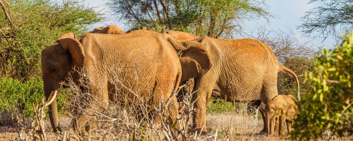 Tsavo East National Park