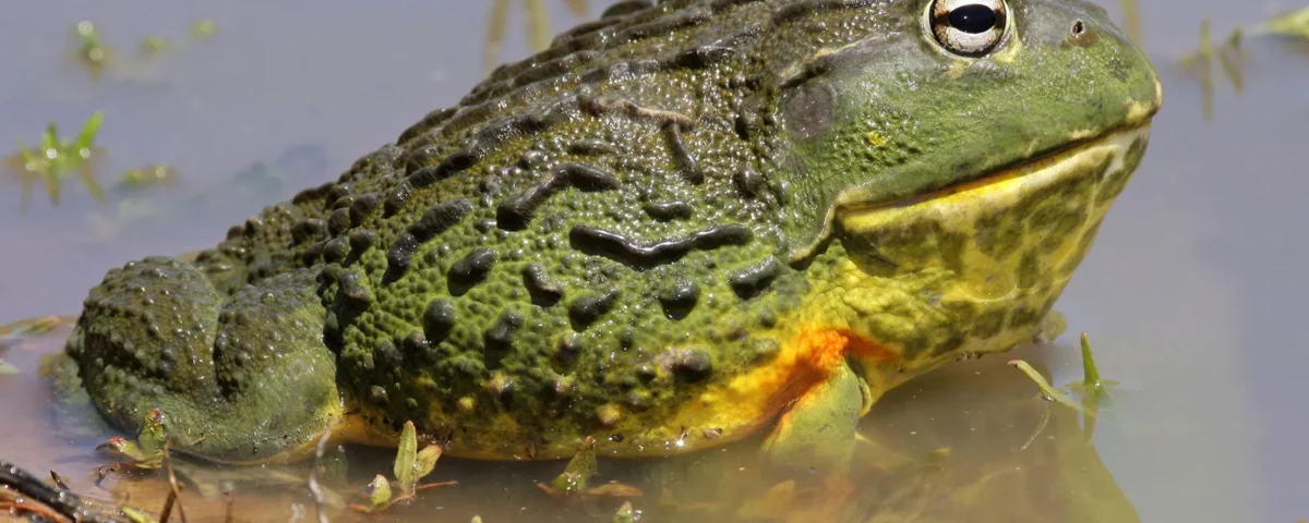 african bullfrog