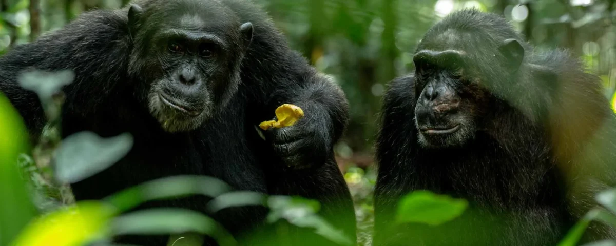 Chimpanzees