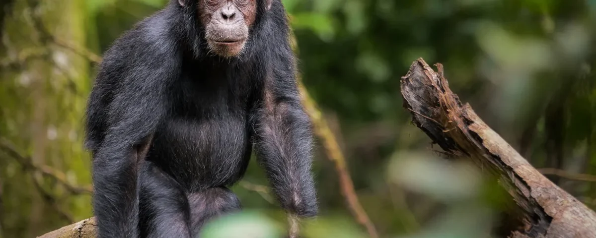 Africa Primate Safari Experience
