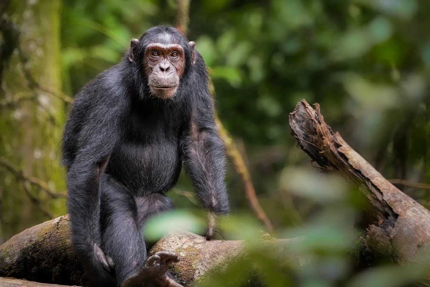 Budongo Forest Reserve