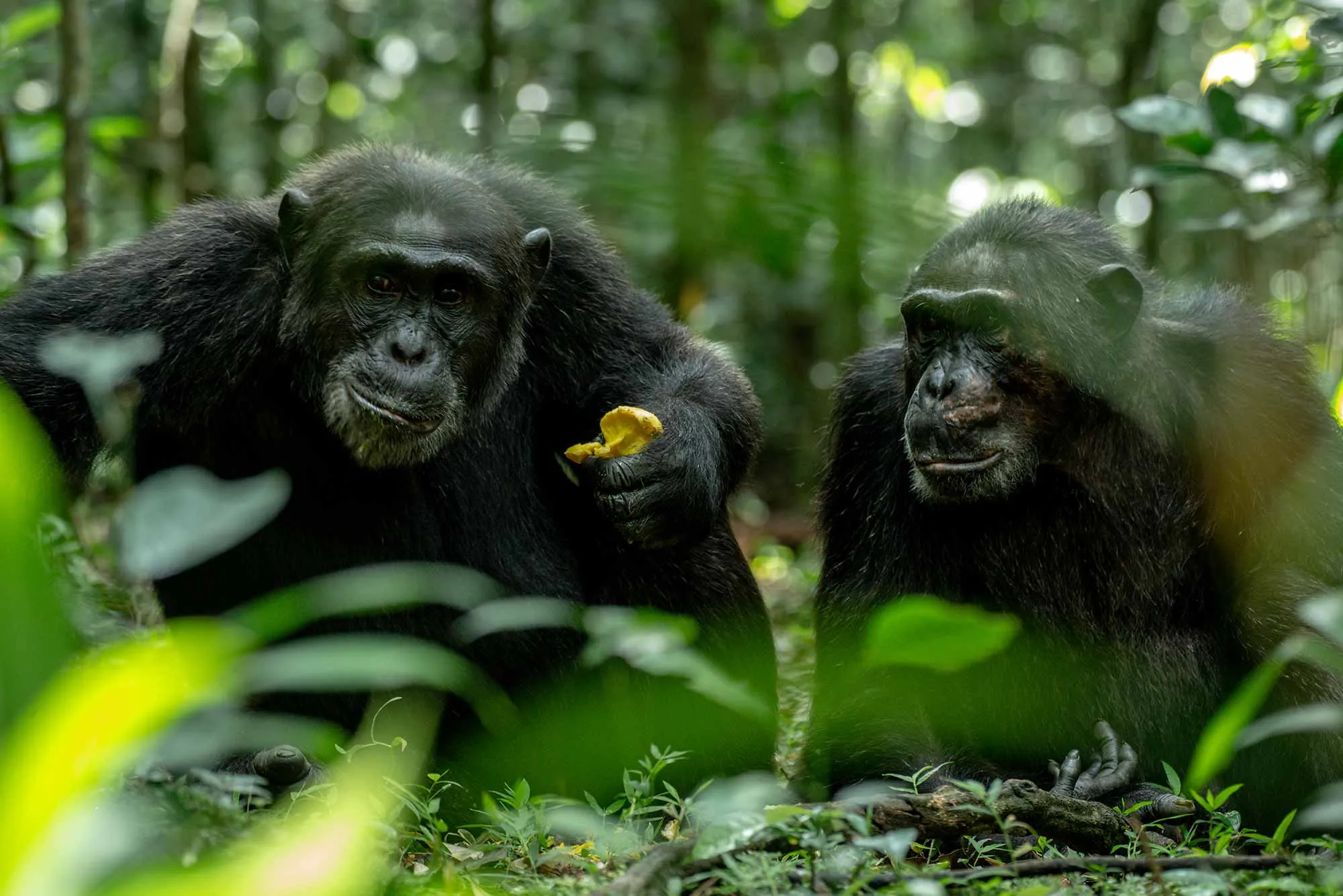 Budongo Forest Reserve