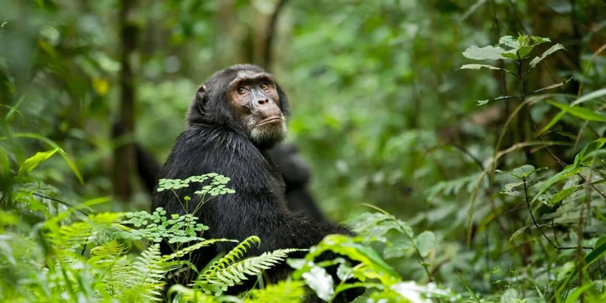 Kibale Forest National Park