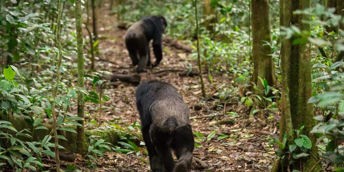 Uganda Big5 & Chimpanzee Tracking