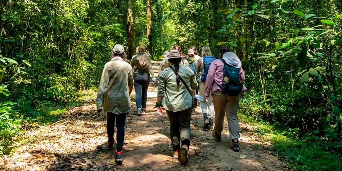 Kabale Chimpanzee Tracking Safari