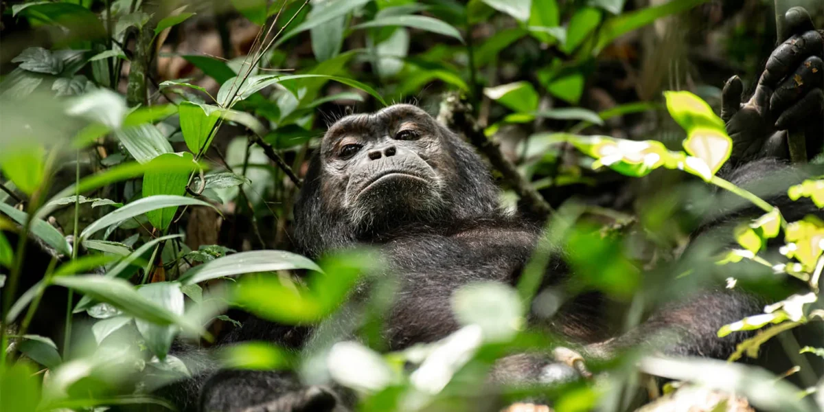 11-Day Uganda Safari
