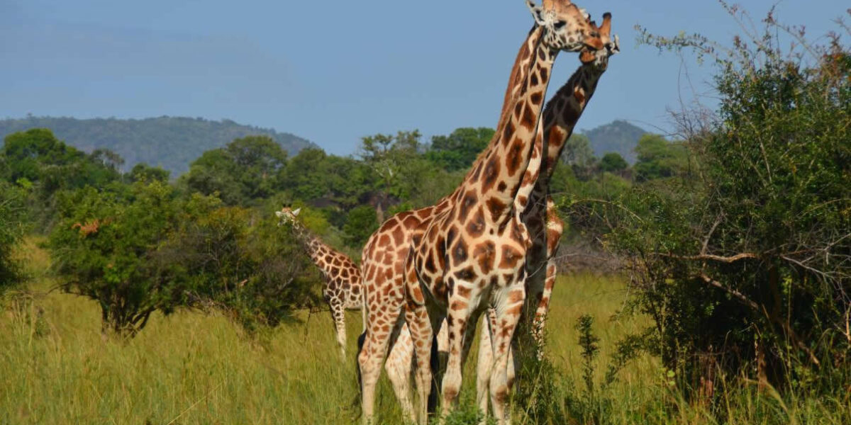 Kidepo Valley Wildlife Safari