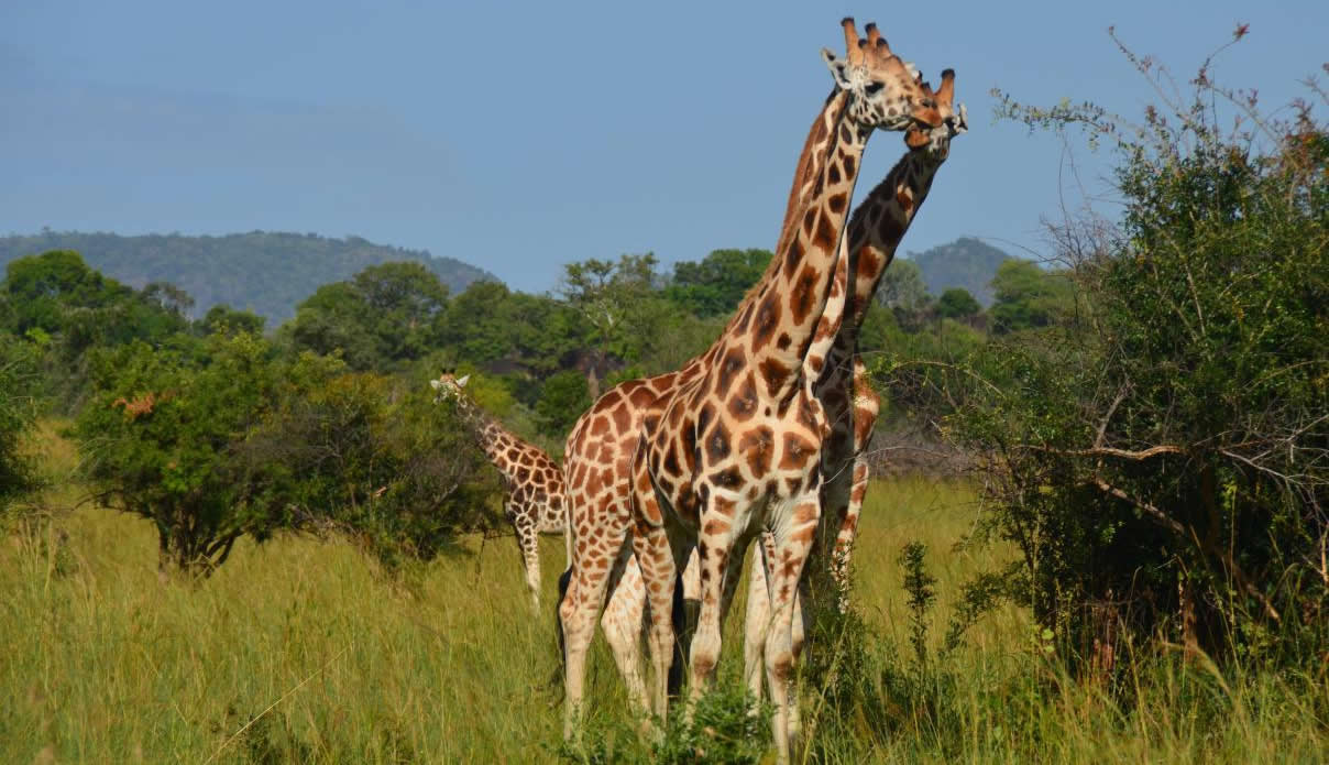 Rwanda Uganda Adventure Safari