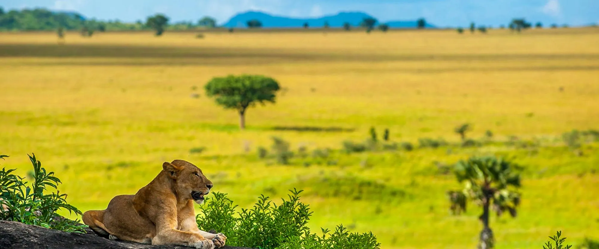 What Is Included in a Typical Tanzania Safari Package?