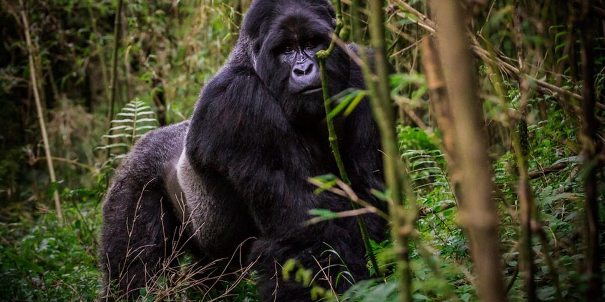 Mgahinga Gorilla Uganda Safaris