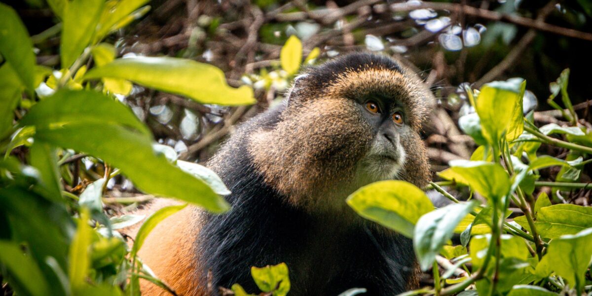 Gorilla & Golden Monkey Tracking