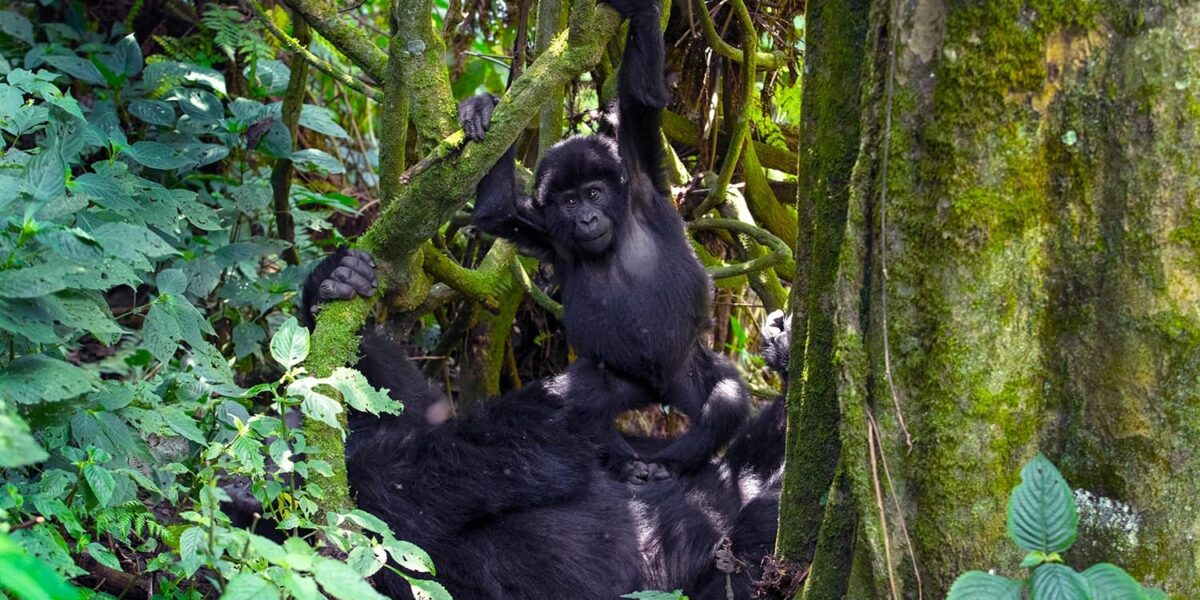 Uganda Gorilla Trekking Safari