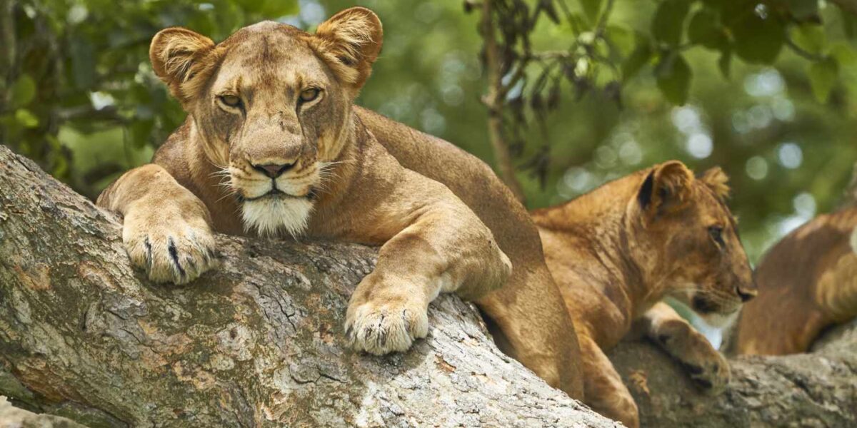 Uganda Wildlife Safaris