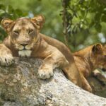 Uganda Wildlife Safaris