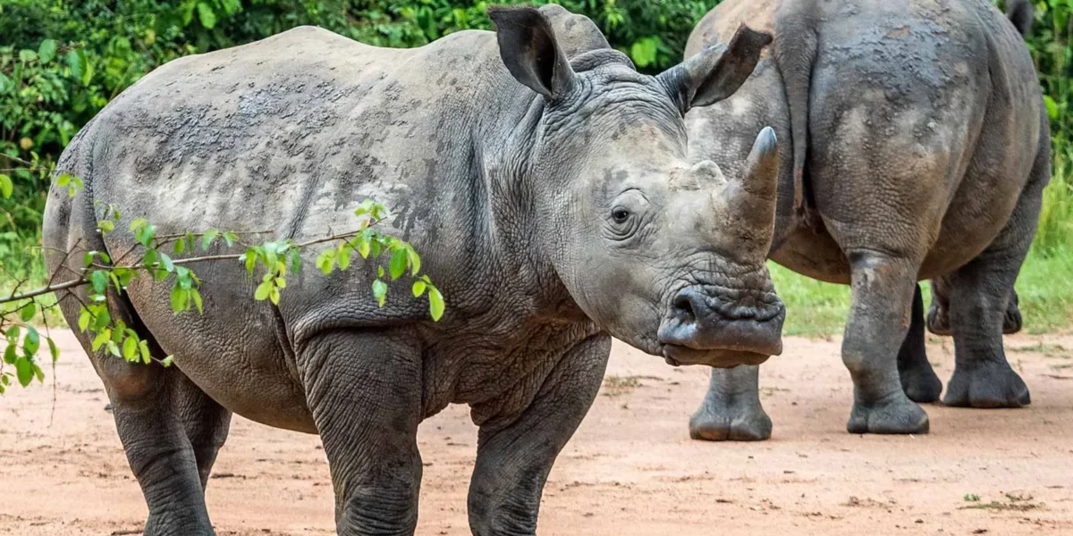 Uganda Big5 Wildlife Safari