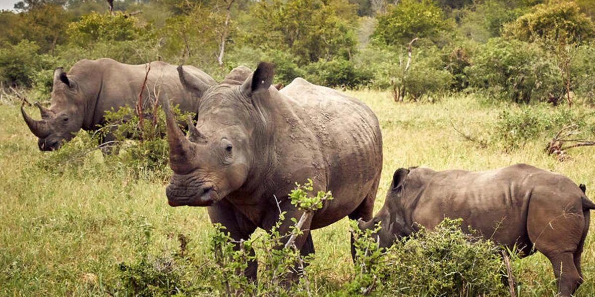 Uganda Big5 Wildlife Safari
