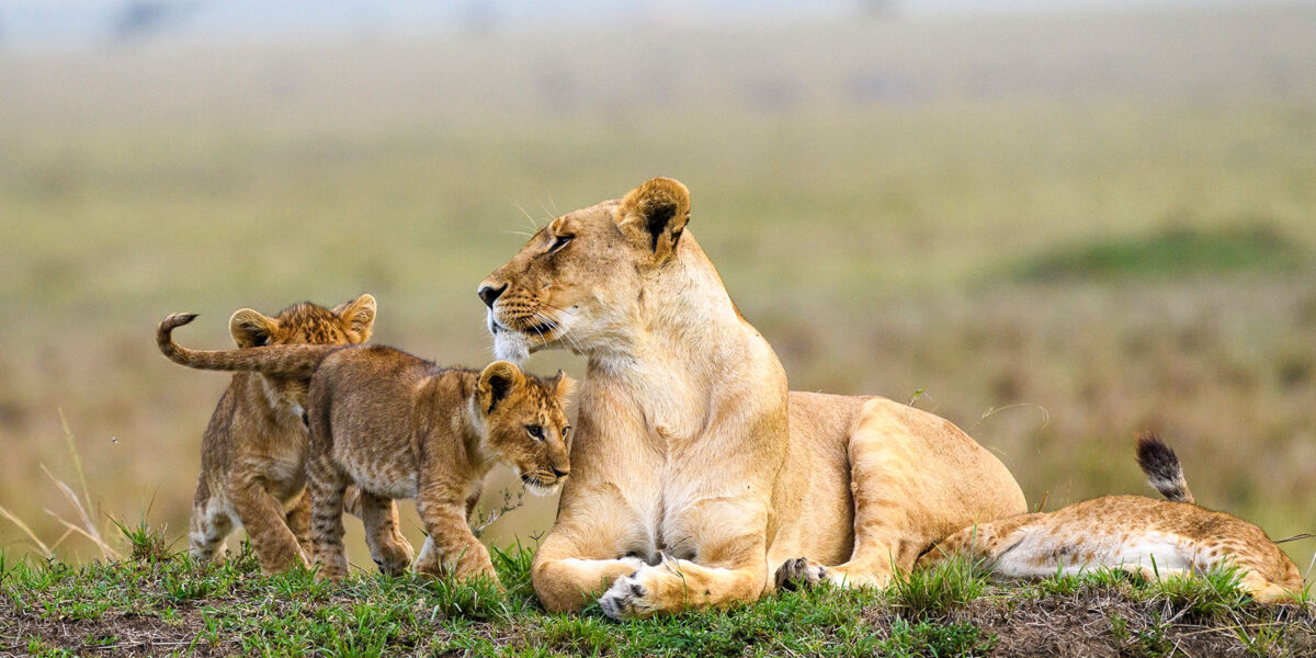Africa Wildlife Safaris