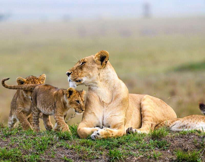 Africa Wildlife Safaris