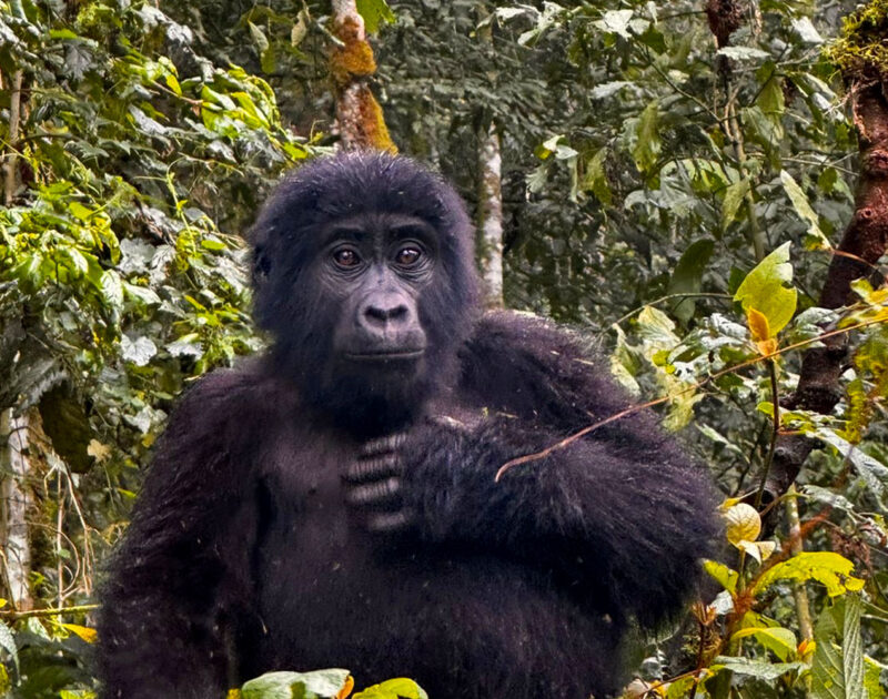 Uganda Gorilla Trekking Safari