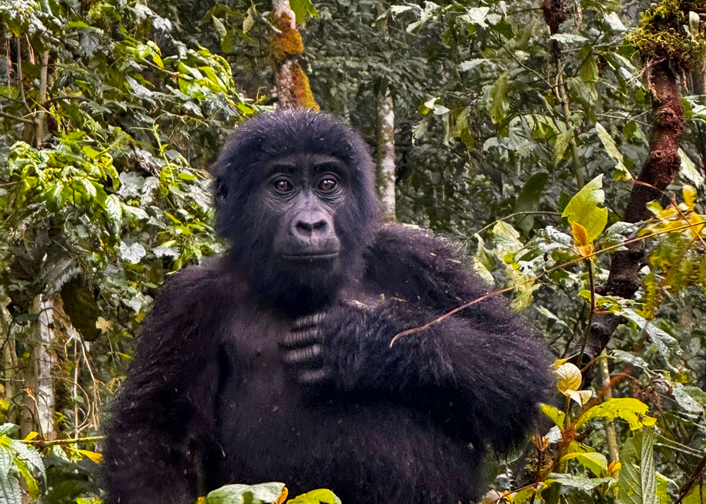 Mountain Gorillas