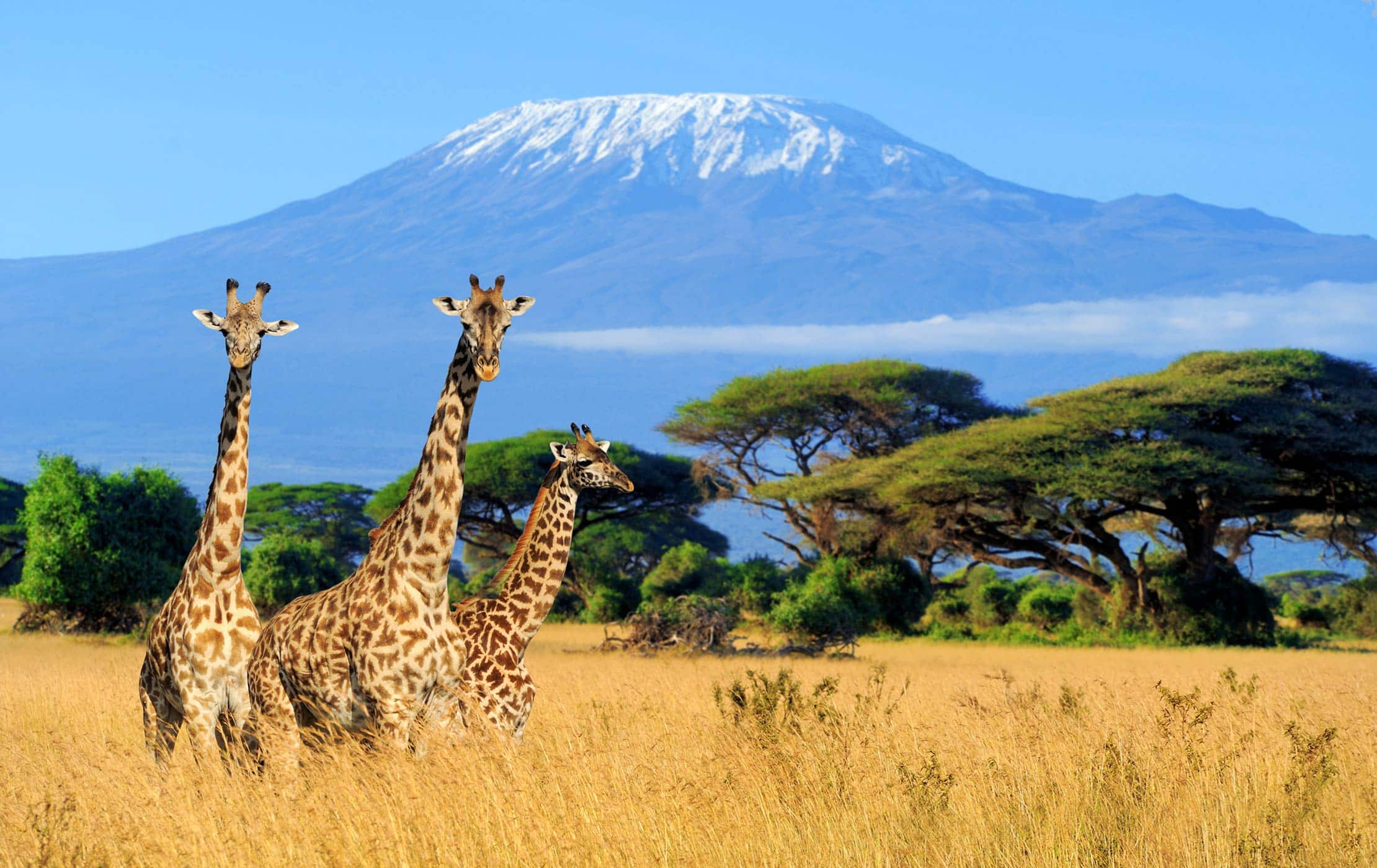 What Is Included in a Typical Tanzania Safari Package?