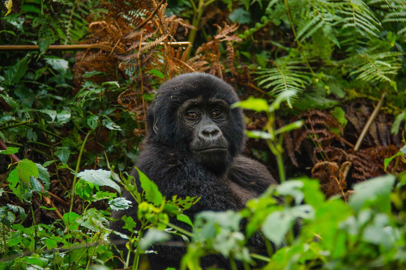 Are There Age Restrictions for Gorilla Trekking in Uganda