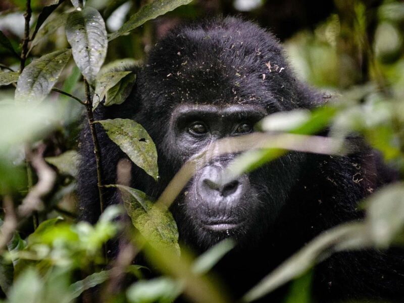 Bwindi Impenetrable National Park
