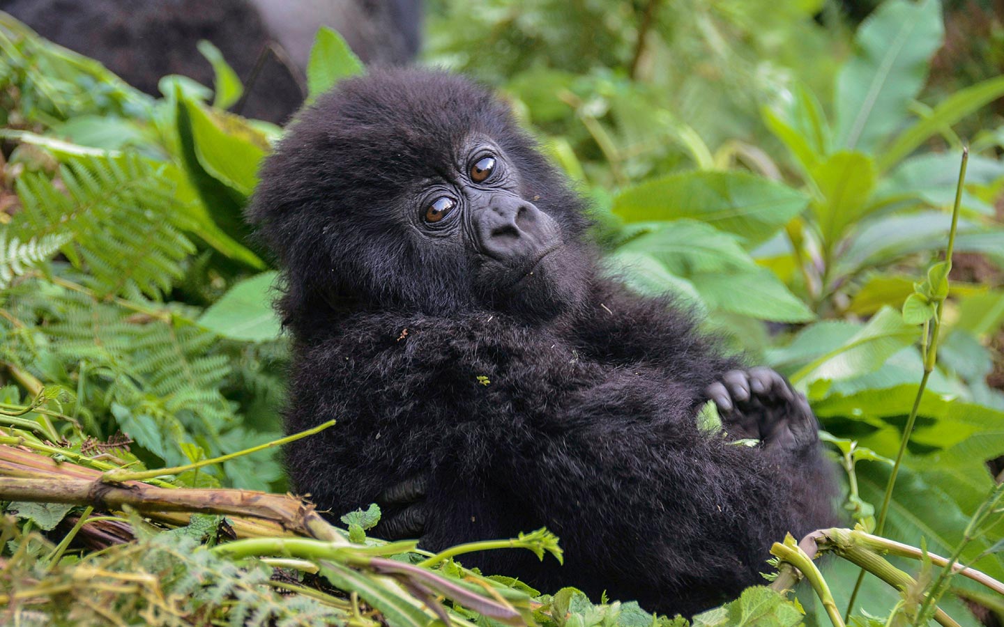 Mountain Gorillas