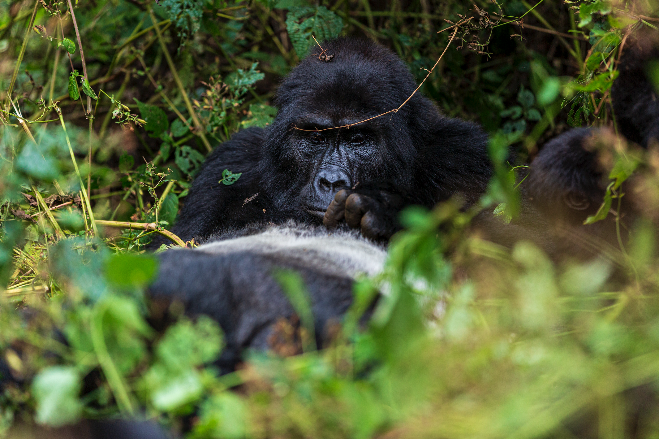Can Children Participate in Gorilla Trekking