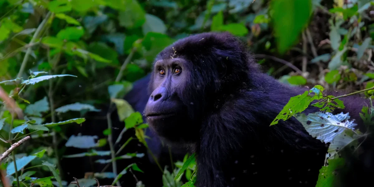 Can Gorilla Trekking Be Combined with a Wildlife Safari?
