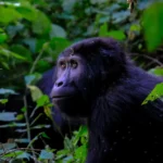 Can Gorilla Trekking Be Combined with a Wildlife Safari?