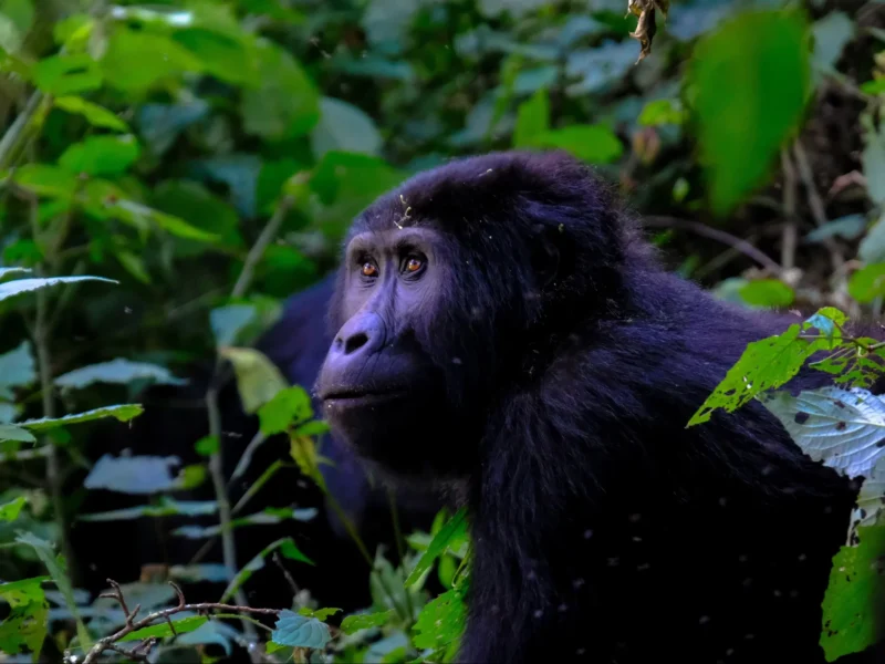 Can Gorilla Trekking Be Combined with a Wildlife Safari?
