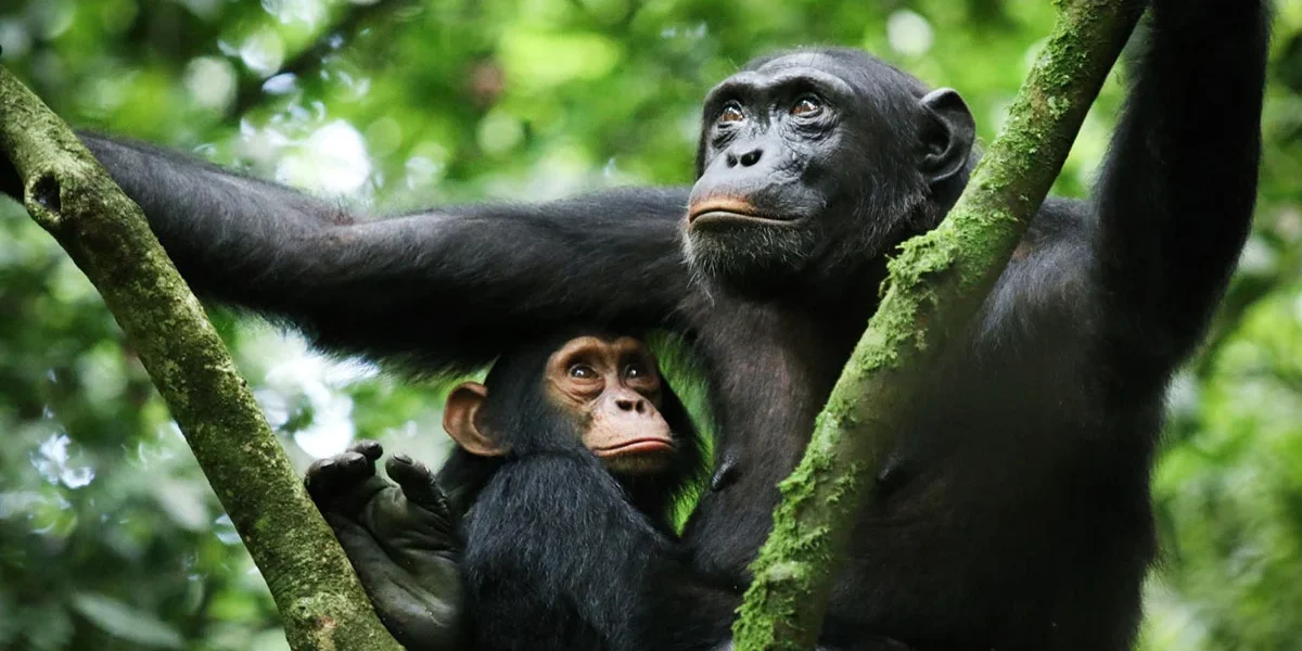 Where Can I Track Chimpanzees in Rwanda?