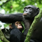Where Can I Track Chimpanzees in Rwanda?