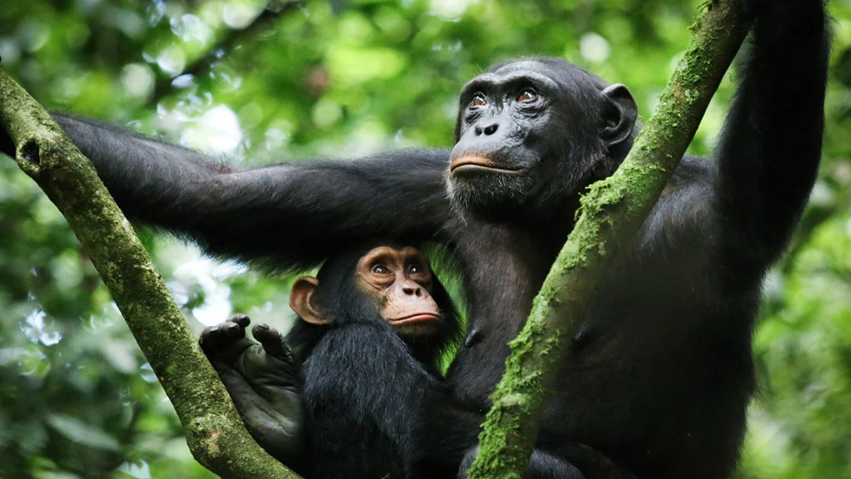 Where Can I Track Chimpanzees in Rwanda?
